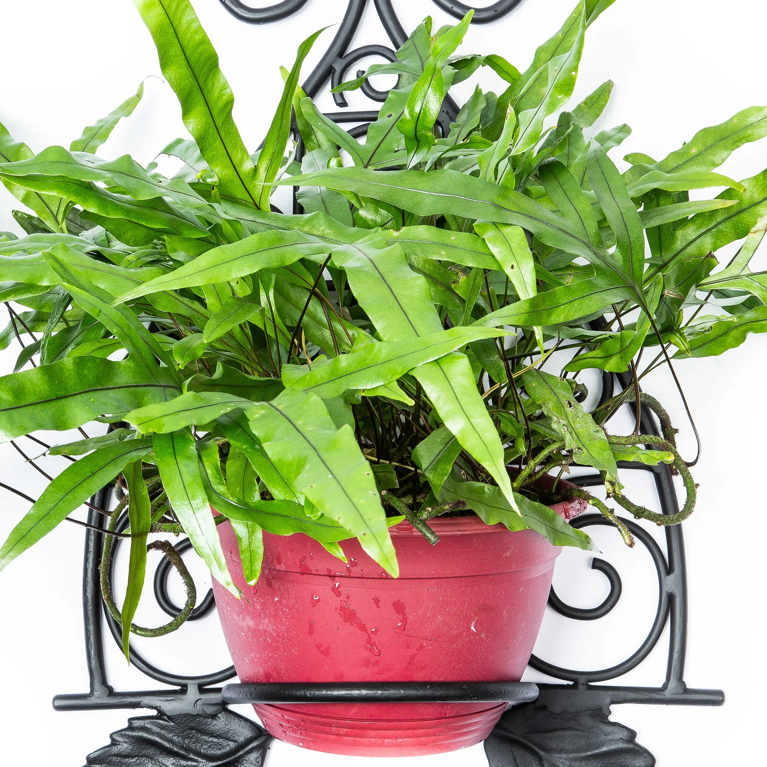 MacKenzie-Childs Scroll Wall Plant Holder* Pots & Planters